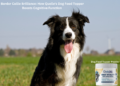 Border Collie Brilliance: How Quelle’s Dog Food Topper Boosts Cognitive Function